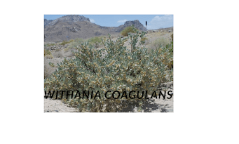 Heading Withania coagulans: Medicinal Benefits, Uses, and Side Effects