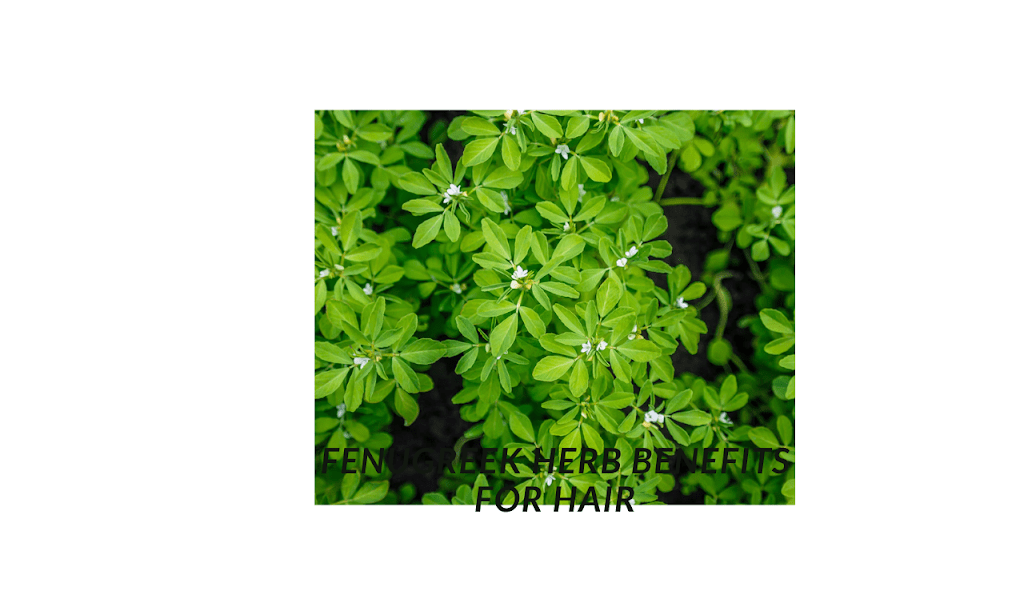 fenugreek 20herb 20benefits 20for 20hair Transform Your Tresses: Fenugreek Benefits for Female Hair Growth