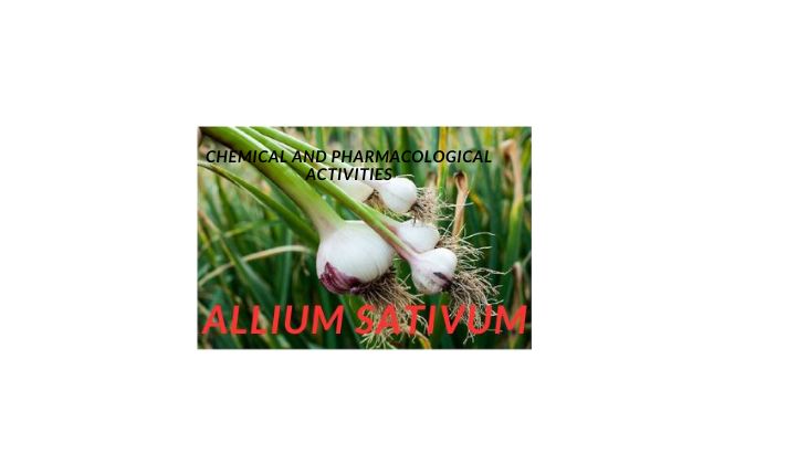 Allium sativum 1 1 Allium sativum: Medicinal Uses, Side Effects, Chemical and Pharmacological Activities