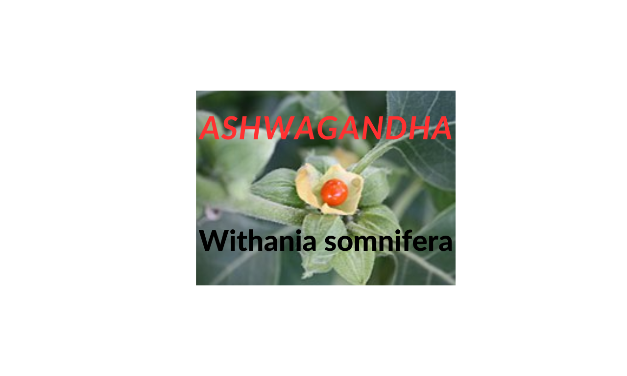 Withania somnifera: An Historical Herb for Modern-Day Fitness